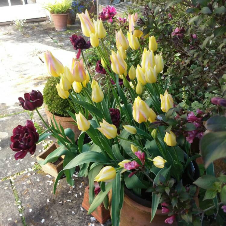 Plant image Tulipa 'Antoinette'