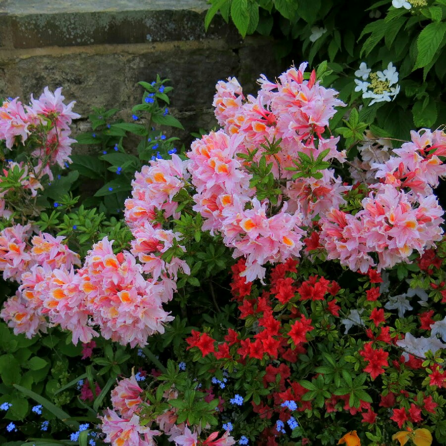 Azalea 'Cecile'