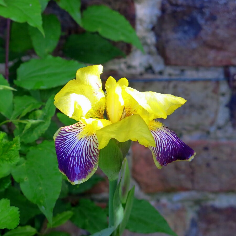 Bearded Iris 'Freedom Road' (Tall)