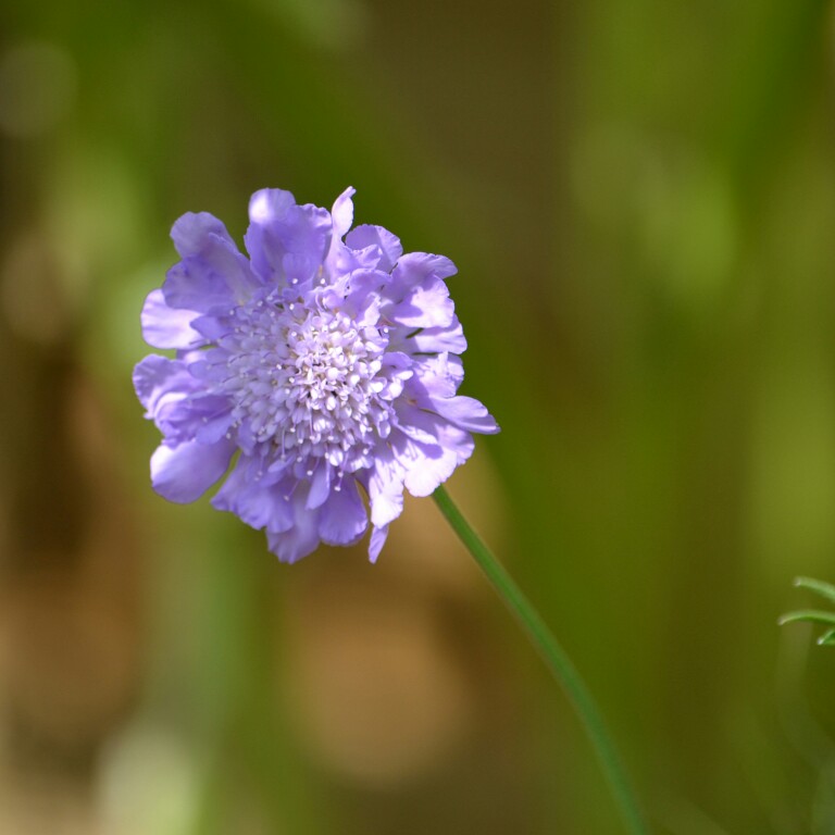 Plant image Scabiosa caucasica 'Clive Greaves'