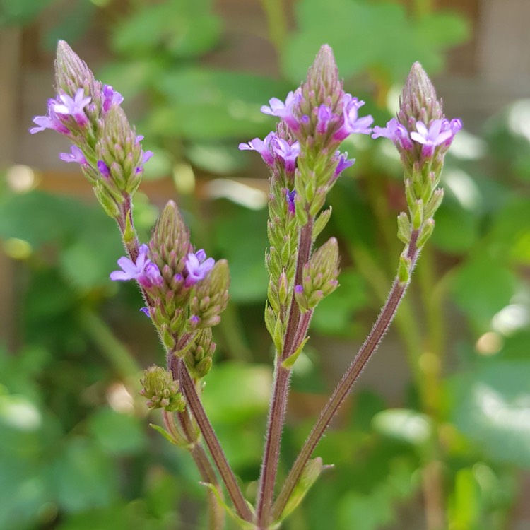 Plant image Verbena hastata 'Blue Spires'