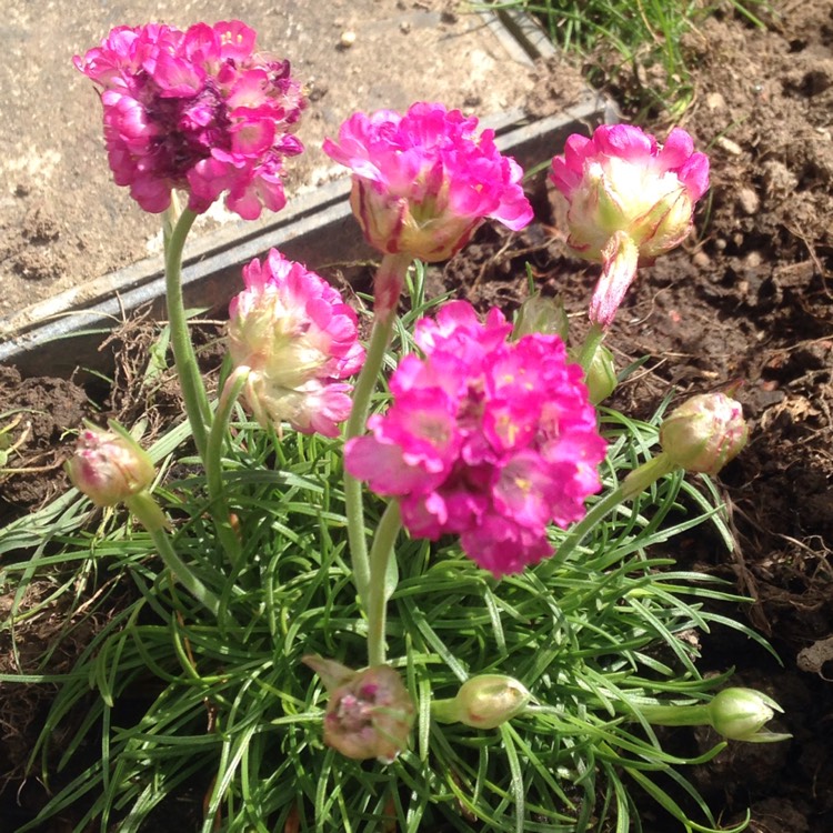 Plant image Armeria