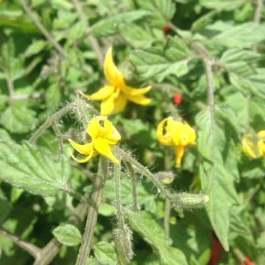 Solanum Lycopersicum var. cerasiforme 'Tumbling Tom Yellow'