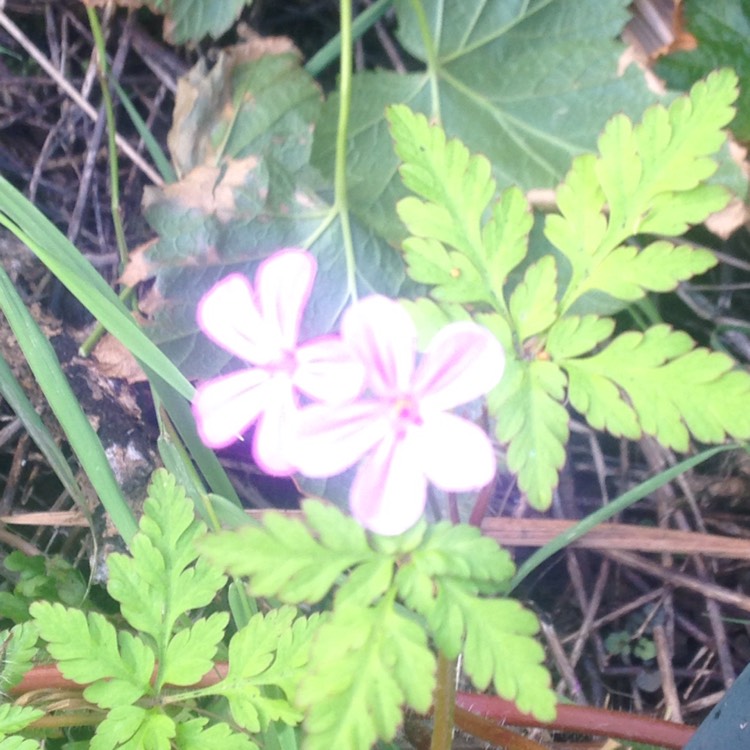 Plant image Geranium robertianum