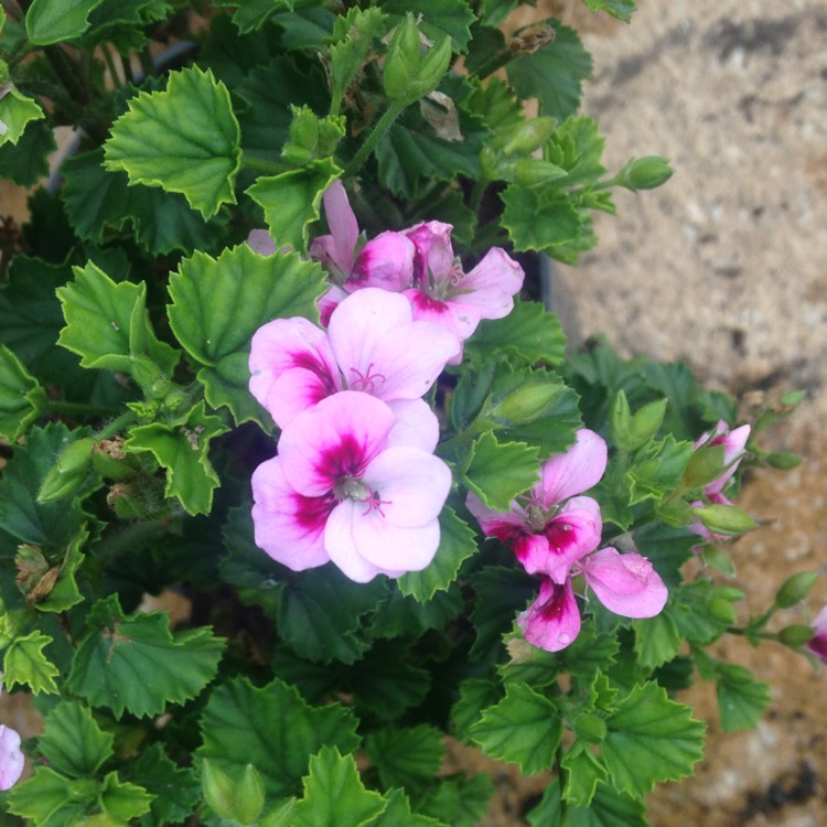 Plant image Pelargonium capitatum