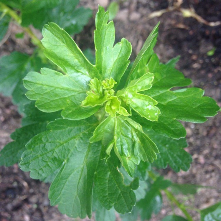 Plant image Ribes uva-crispa 'Hinnonmaki Grun'