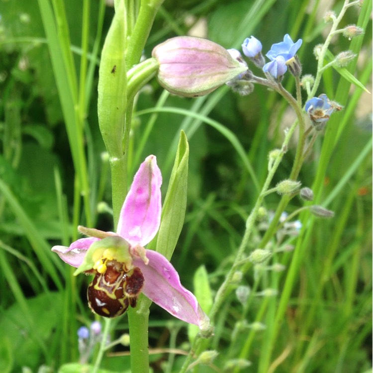 Plant image Ophrys apifera