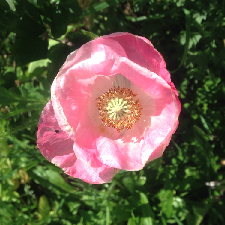 Plant image Papaver somniferum 'Falling In Love'