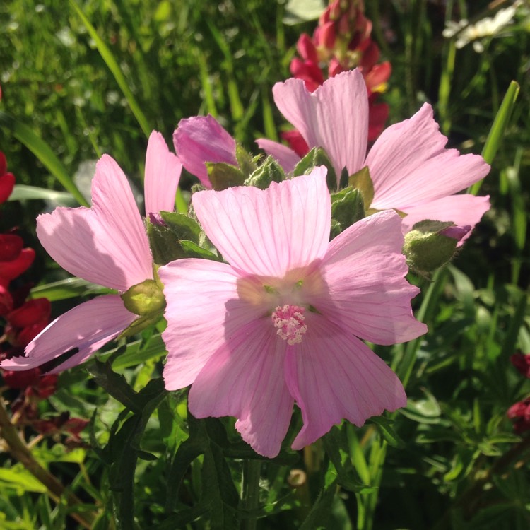 Plant image Malva moschata