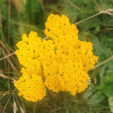 Yarrow