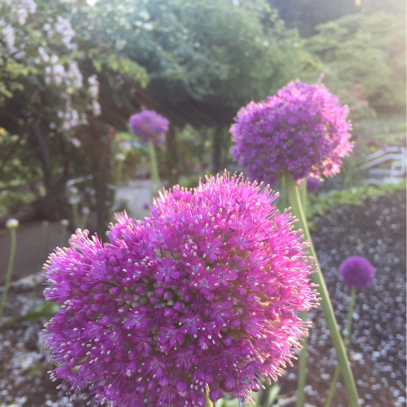 Allium