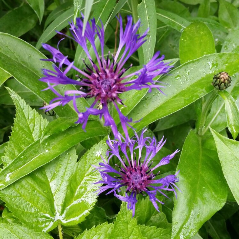 Perennial Cornflower 'Gold Bullion'