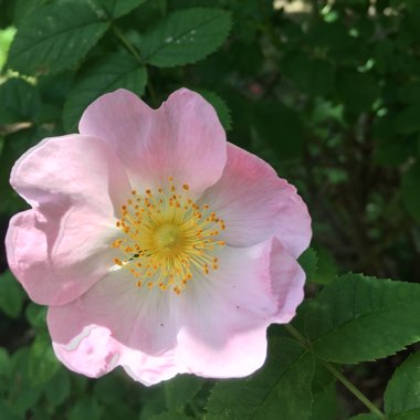 Rose (Species) Dog Rose