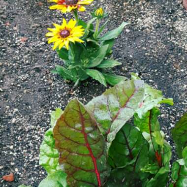 Coneflower 'Denver Daisy'