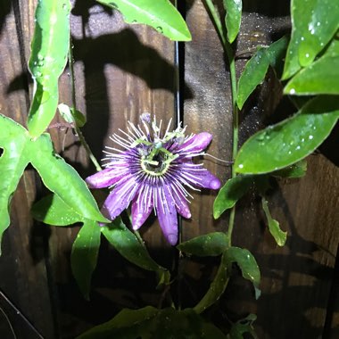 Passiflora