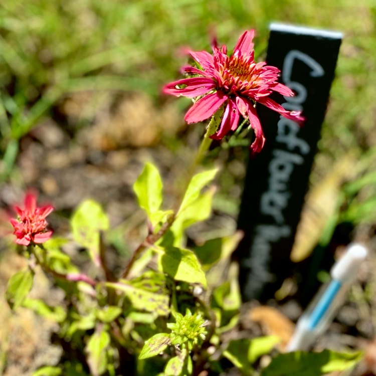 Plant image Echinacea 'Raspberry Truffle'