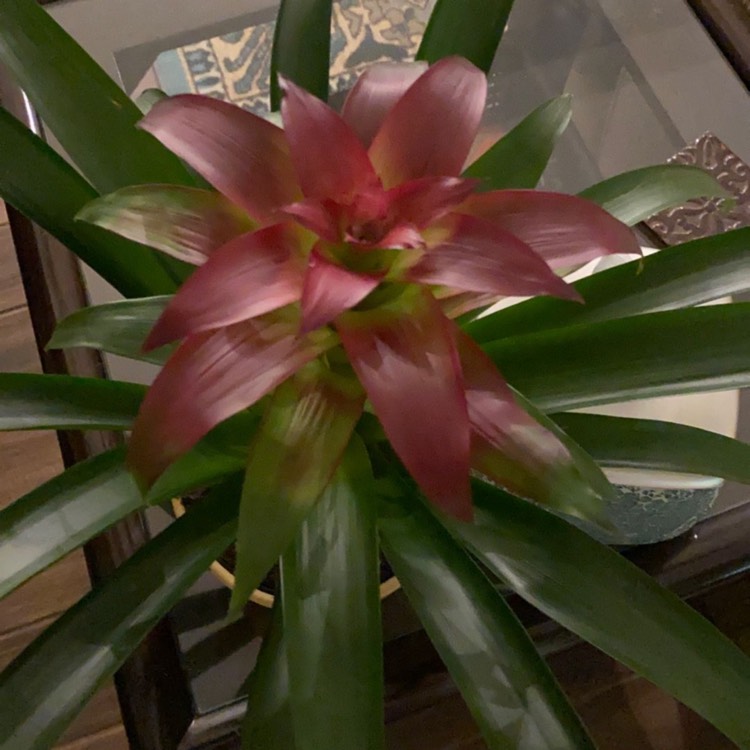 Plant image Guzmania lingulata