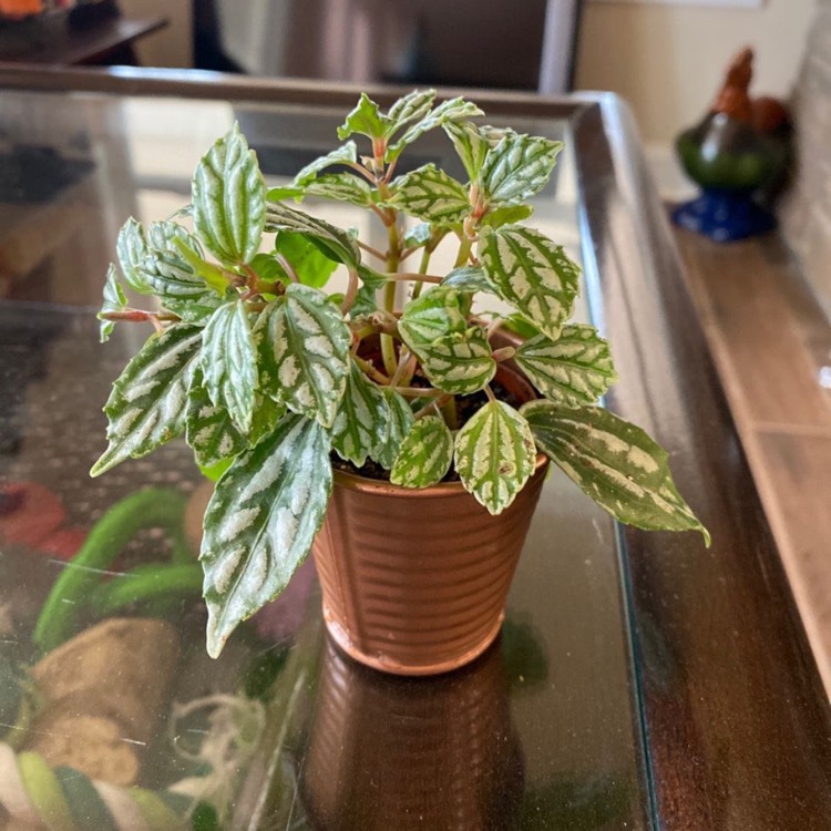 Plant image Pilea cadierei