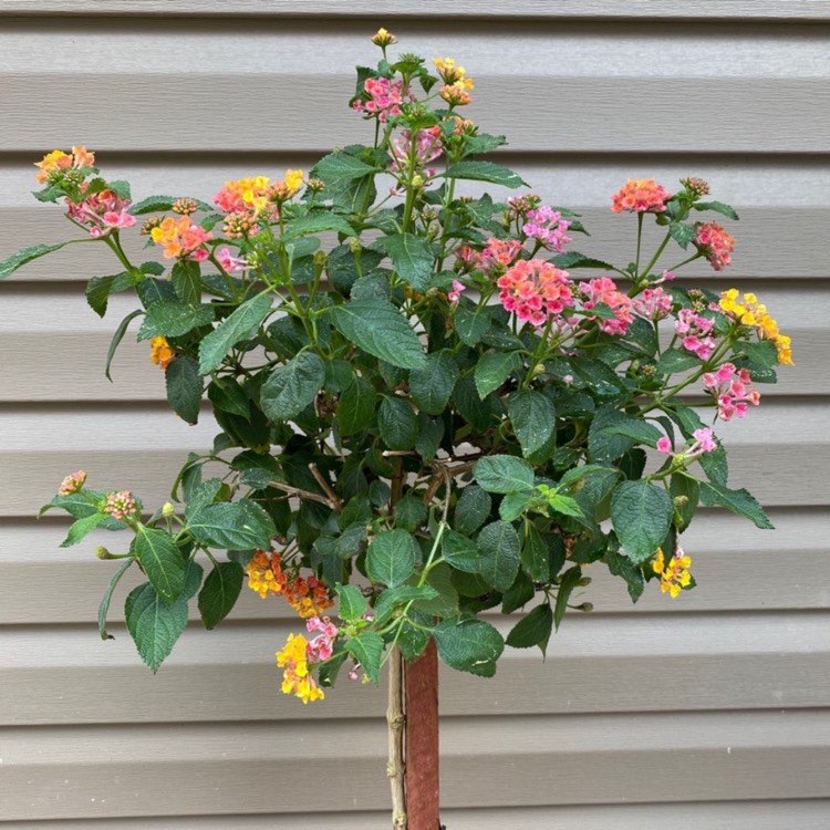 Plant image Lantana camara 'Confetti'