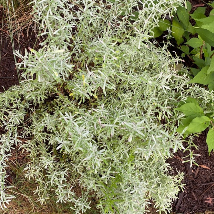 Plant image Lavandula stoechas 'Silver Anouk' (Anouk Series)