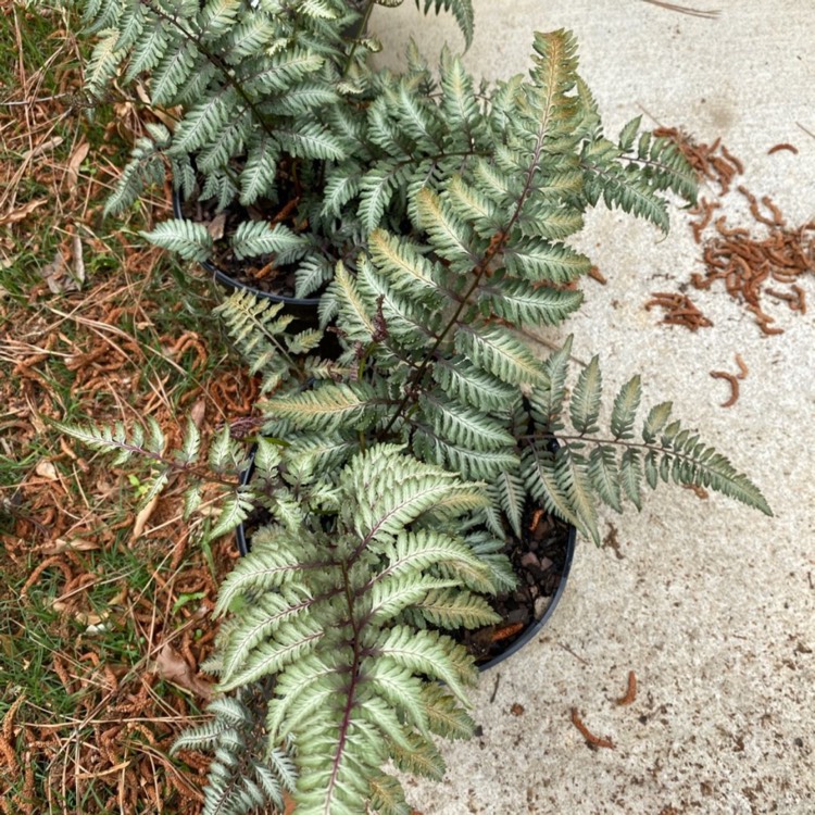 Plant image Athyrium Niponicum