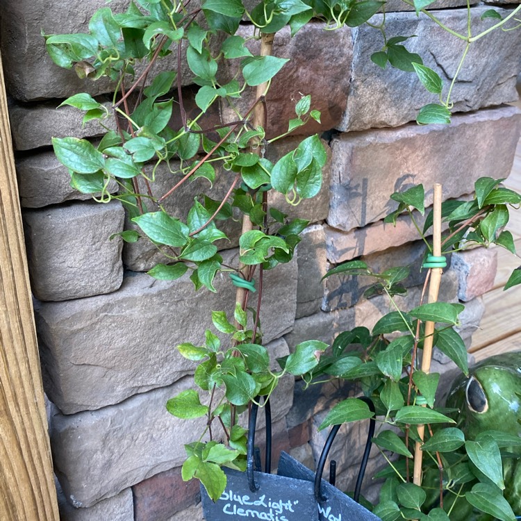 Plant image Clematis 'Blue Light'