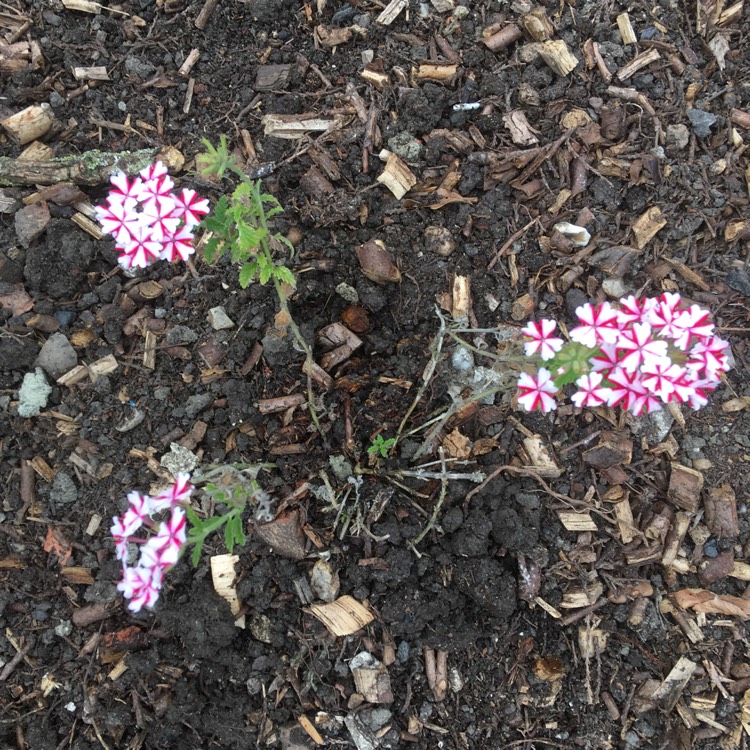 Plant image Verbena 'Lanai® Candy Cane'