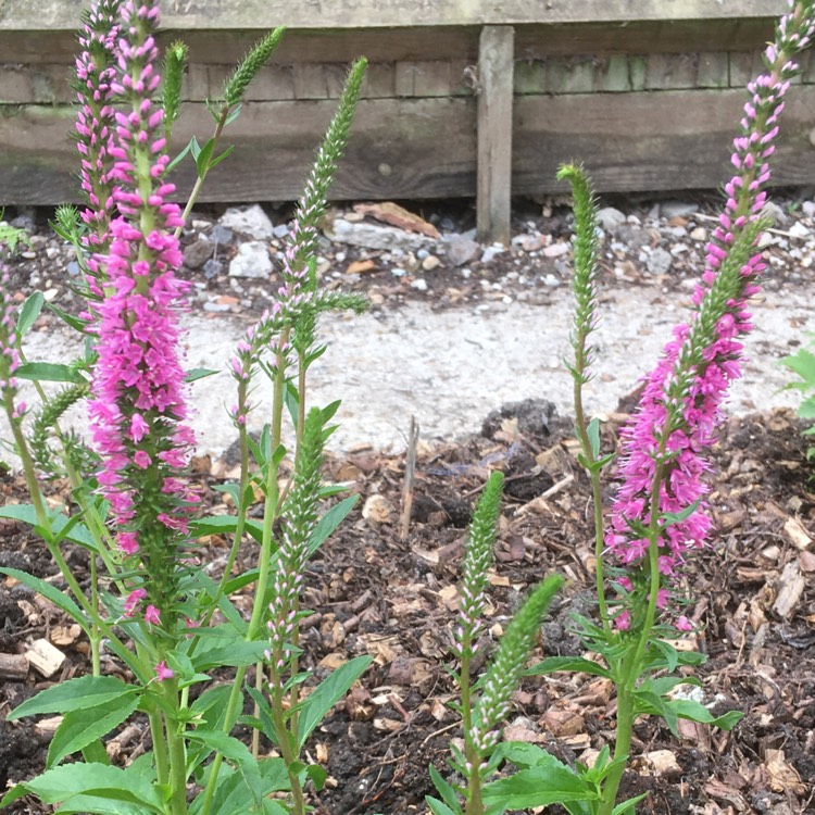 Plant image Veronica longifolia 'Alllove' syn. Veronica longifolia 'First Love'