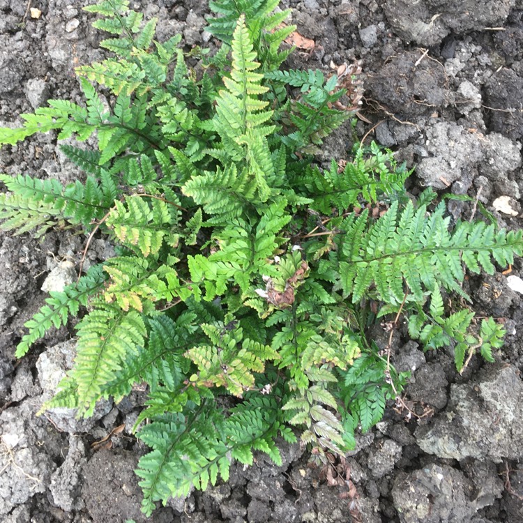 Plant image Polystichum Tsussimense syn. Aspidium tsussimense