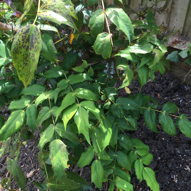 Plant image Mahonia japonica 'Bealei'