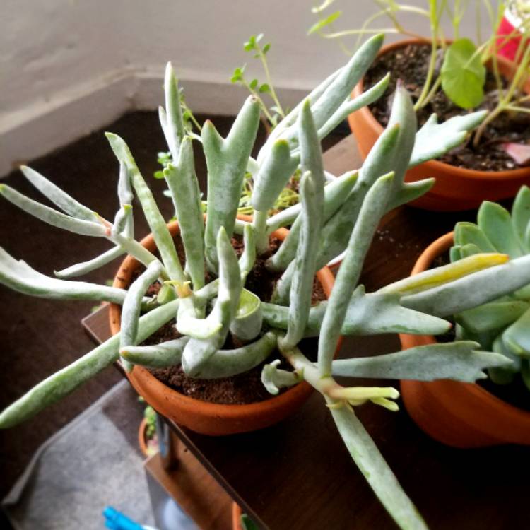 Plant image Cotyledon orbiculata 'Elk Horns'