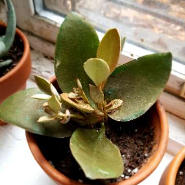 Kalanchoe orgyalis