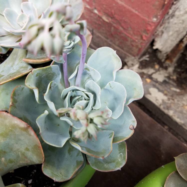 Plant image Echeveria Galaxy Blue