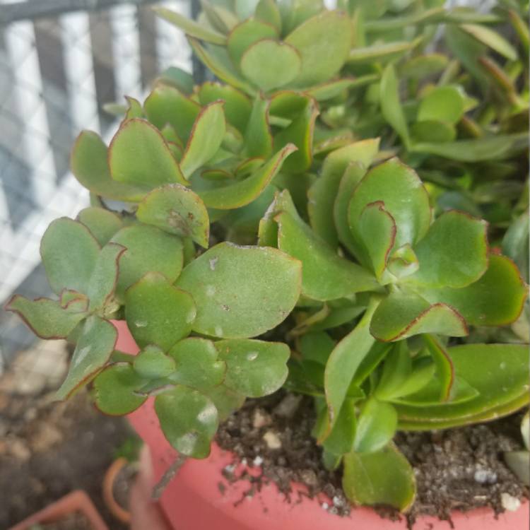 Plant image Crassula 'Blue Waves'