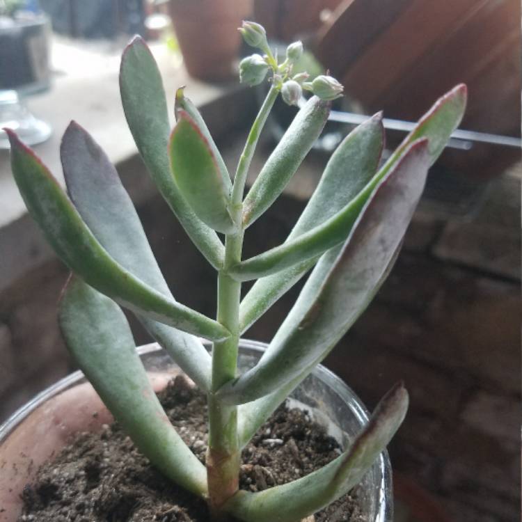 Plant image Cotyledon orbiculata 'White Sprite'