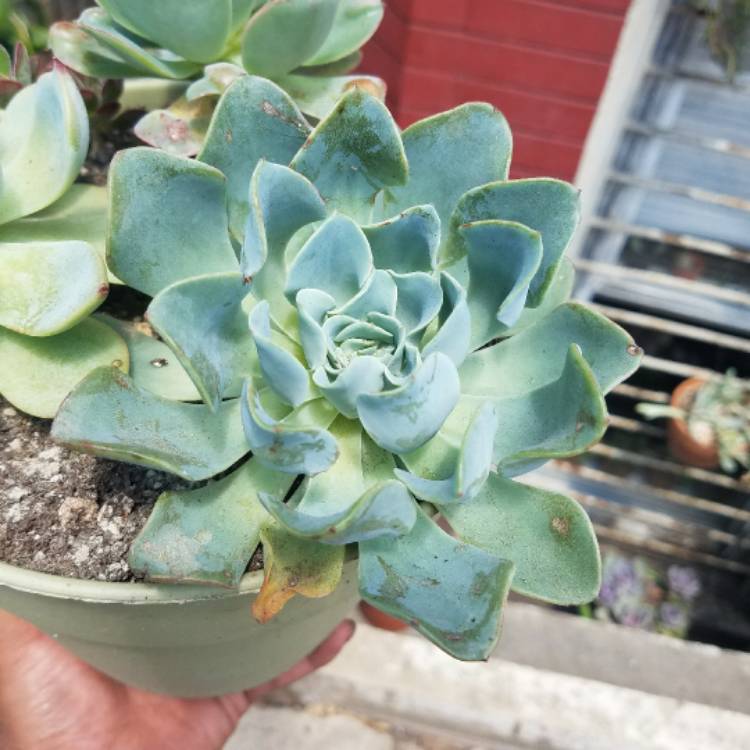 Plant image Echeveria Galaxy Blue