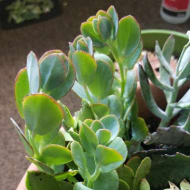 Kalanchoe marnieriana