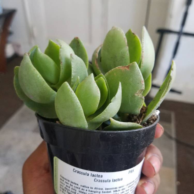 Plant image Crassula lactea