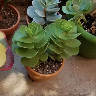 Portulaca Molokiniensis 