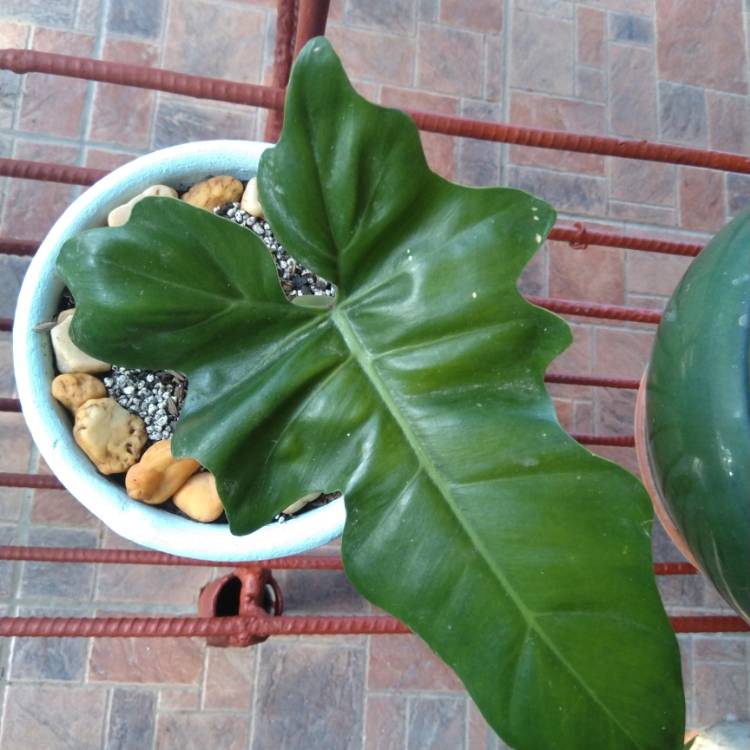 Plant image Philodendron bipennifolium