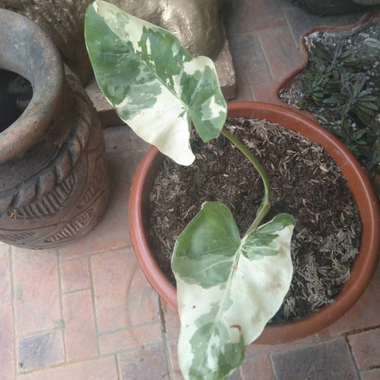 Plant image Alocasia Micholitziana variegated