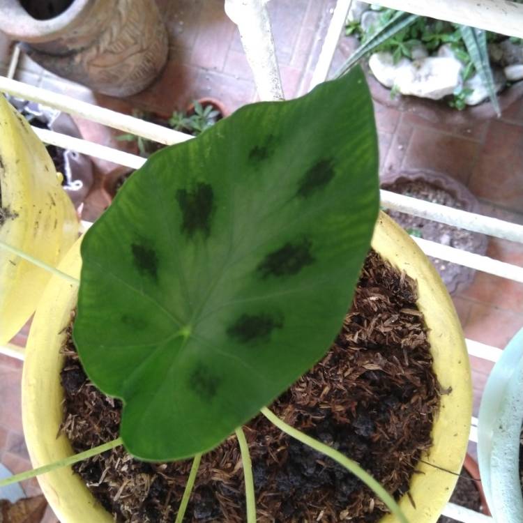 Plant image Colocasia heterochroma 'Dark Shadows'