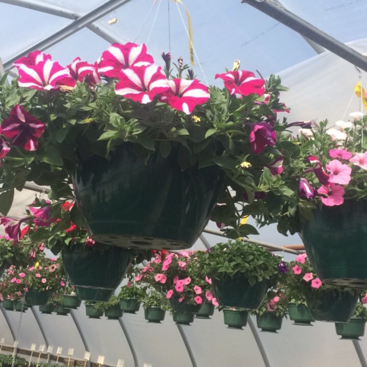 Plant image Petunia 'Designer Red Star'