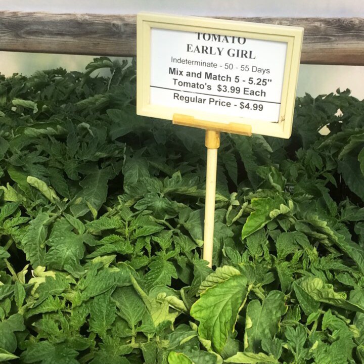 Plant image Solanum Lycopersicum 'Early Girl'