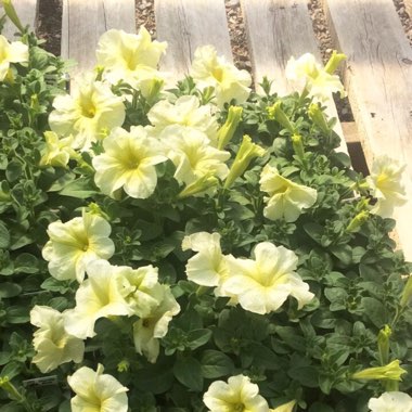 Petunia 'Prism Sunshine'