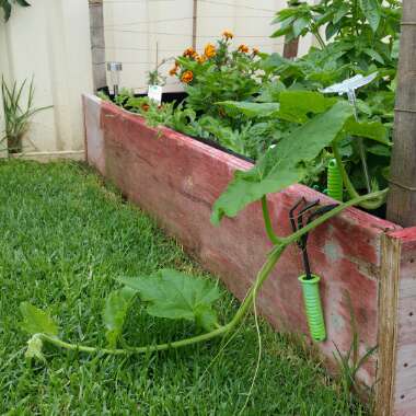 Butternut Squash 'Winter Hornet' F1