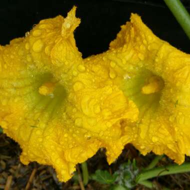 Butternut Squash 'Winter Hornet' F1