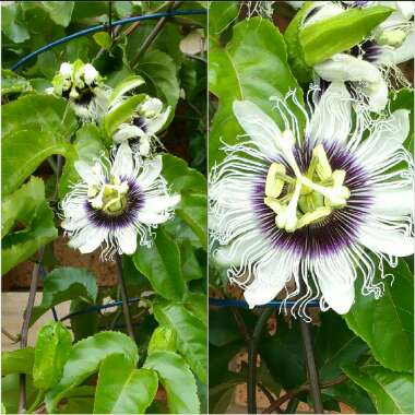 Passiflora edulis 'Nellie Kelly'