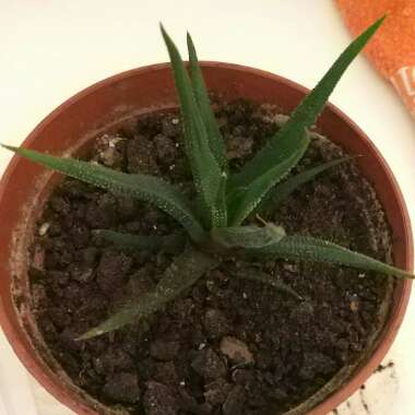 Haworthiopsis 'File Leafed'