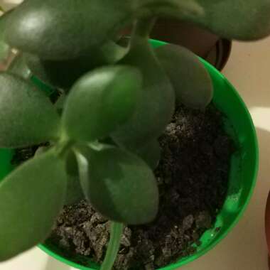 Crassula 'Hobbit'